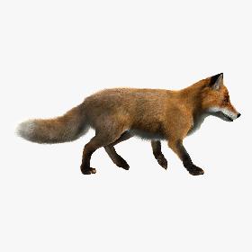 Fox (ANIMATED) (FUR)